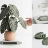 Bộ lót ly lá Monstera kèm chậu cây trang trí